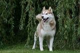 SIBERIAN HUSKY 926